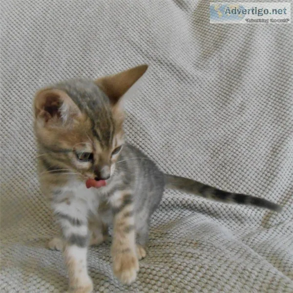 Cute bengal hittens available