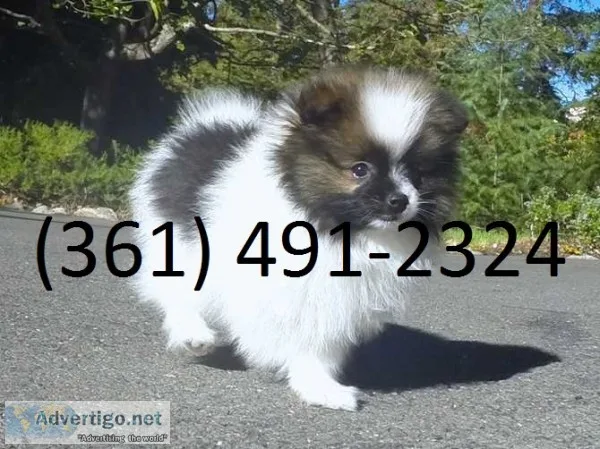 6 bear face micro teacup pom ava