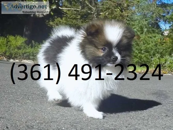 Pomeranian pups