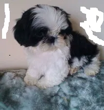  terrific shih tzu pups ready 