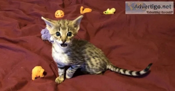 Well socialized f1 and f2 savannah kitte