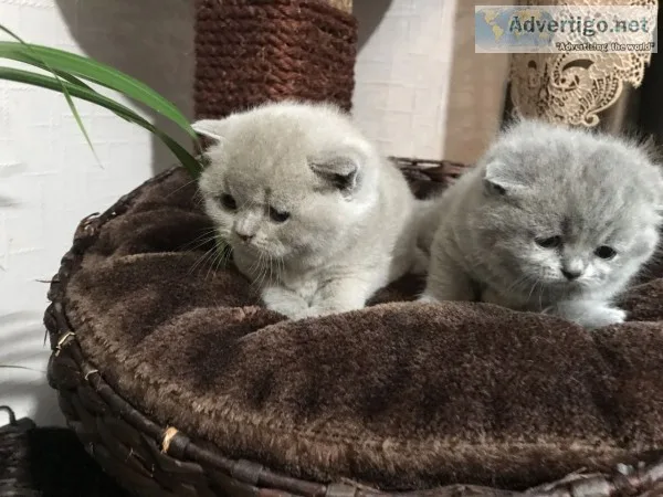 Standard scottish fold munchkin cats
