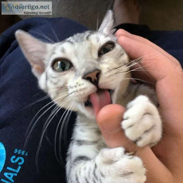 Cute bengal hittens available