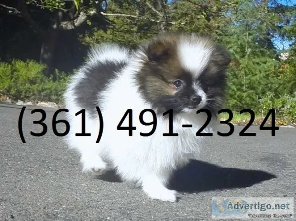 Pomeranian pups