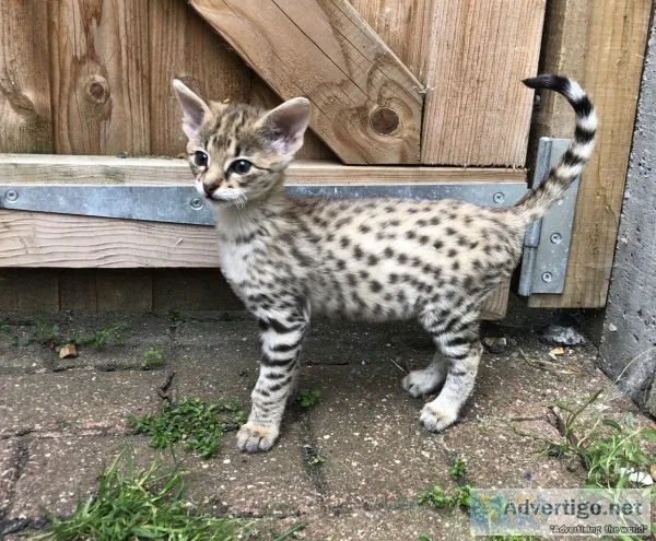 Well socialized f1 and f2 savannah kitte