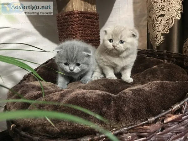 Standard scottish fold munchkin cats