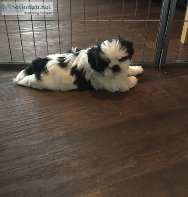  terrific shih tzu pups ready 
