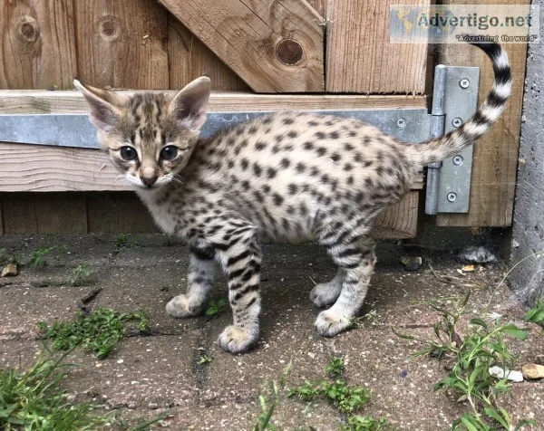 Well socialized f1 and f2 savannah kitte
