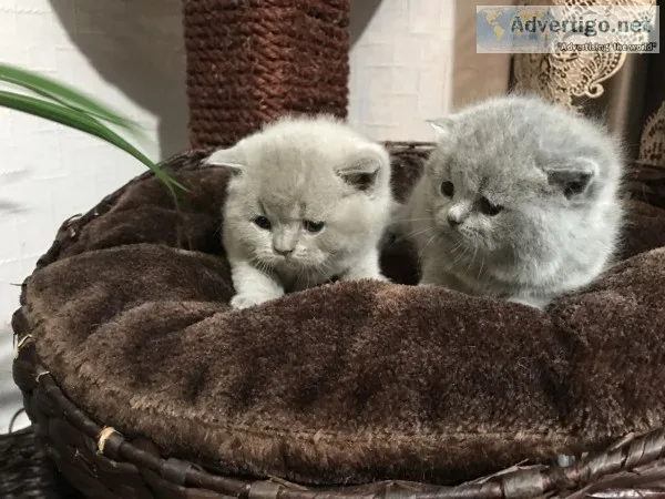 Standard scottish fold munchkin cats