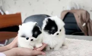 Affectionate and affordable teacup pomer