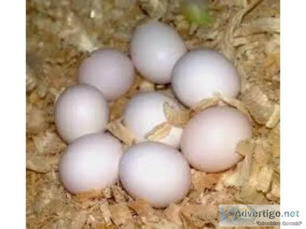 Parrot eggs
