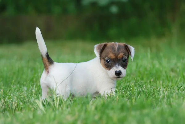 Jack russell terrier puppies available