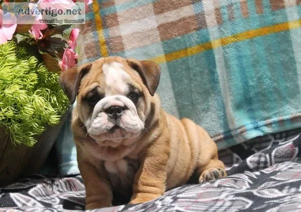 Sweet english bulldog pups now ready