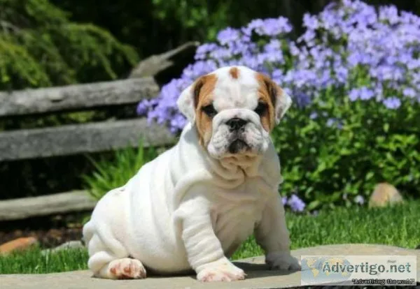 Ready now akc english bulldog pups ready