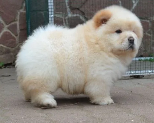 Chow chow puppies for new homes 