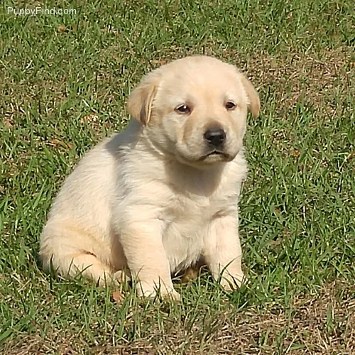 Adorable golden retriever puppies availa