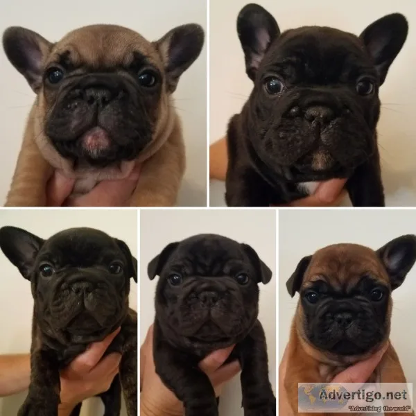 French bulldog puppies 