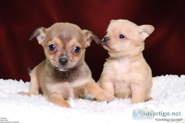 Two lovely chihuahua puppies available 