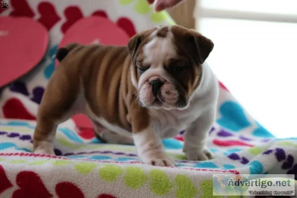 Sweet english bulldog pups now ready