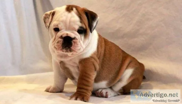 Nice looking english bulldog puppies