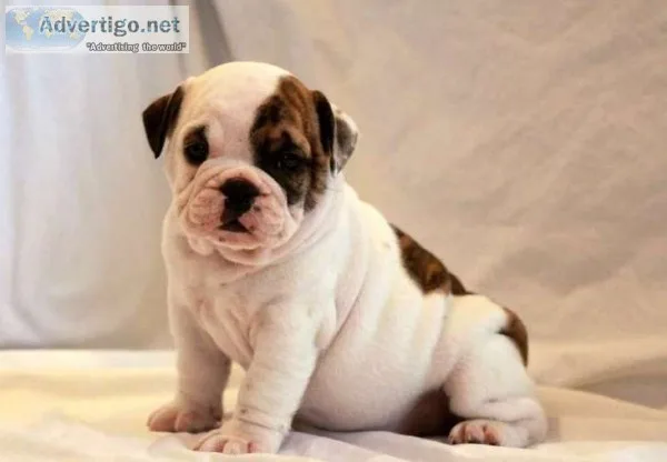 Cute looking english bulldog pups ready
