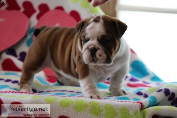 Outstanding english bulldog pups ready