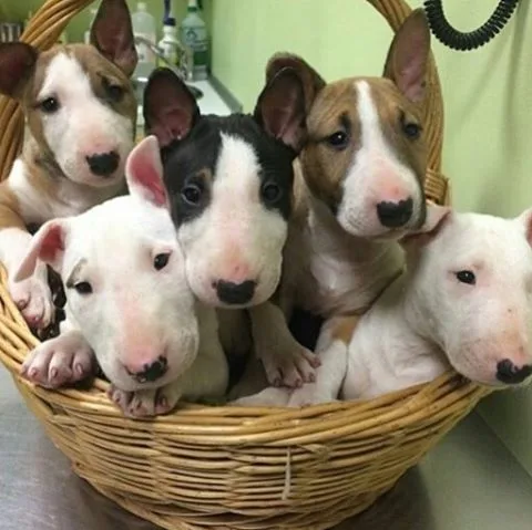 Bull terrier male and female puppies ava