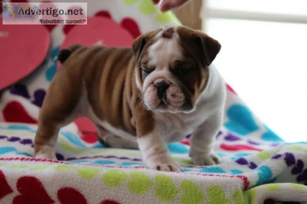 Cute looking english bulldog pups ready