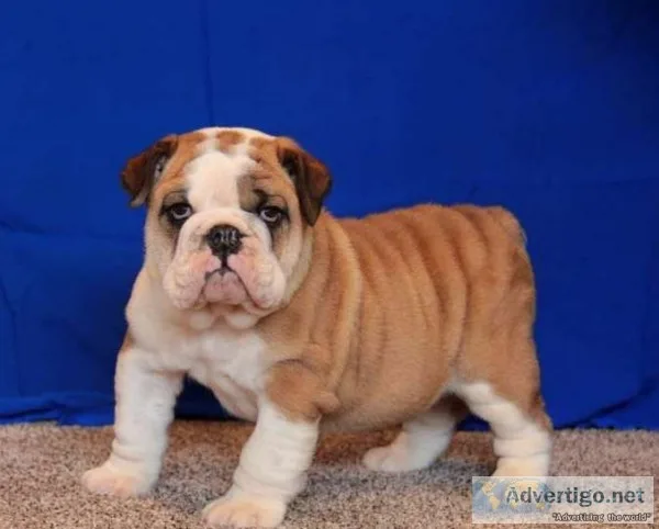 Adorable english bulldog pups ready