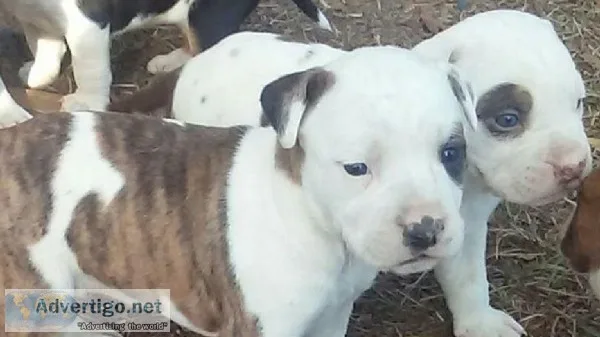 Lovely american pitbull puppies availabl