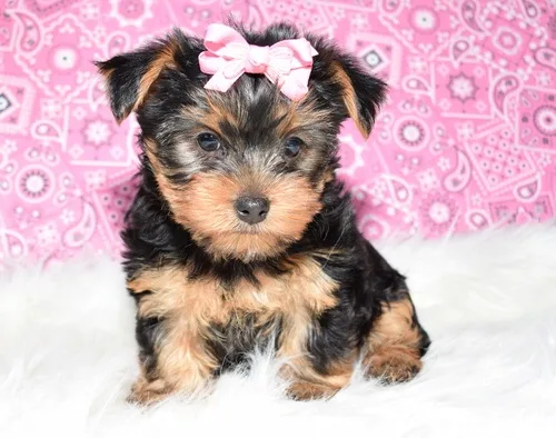 Yorkshire terrier puppies 