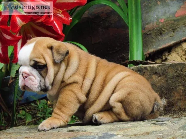 English bulldog puppies available