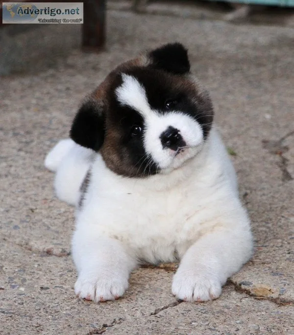 Healthy akita inu puppies for rehoming 