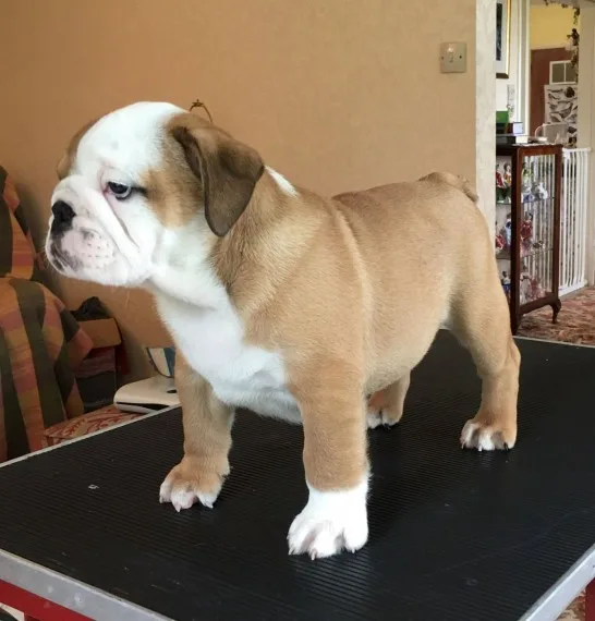 Gorgeous english bulldog puppies 