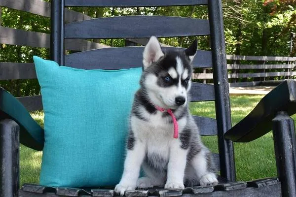 Well trained siberian husky puppies avai