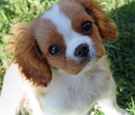 Two cavalier king charles spaniel puppie
