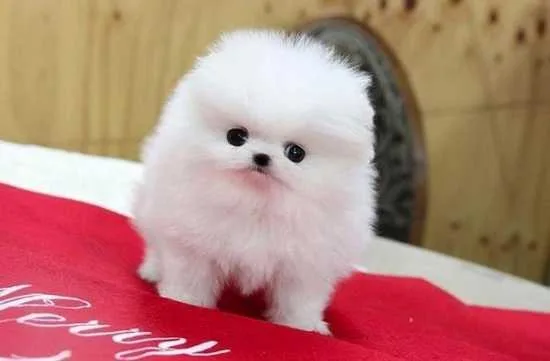  white pomeranian puppy for great homes