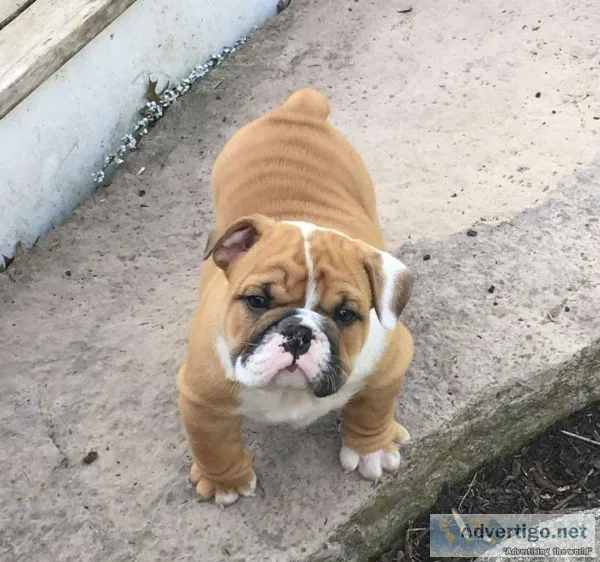 Nice looking english bulldog puppies