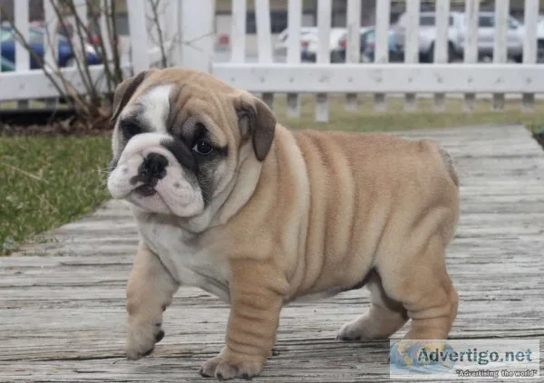 Amazing english bulldog puppies