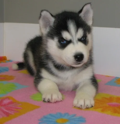 Purebred male & female siberian husky