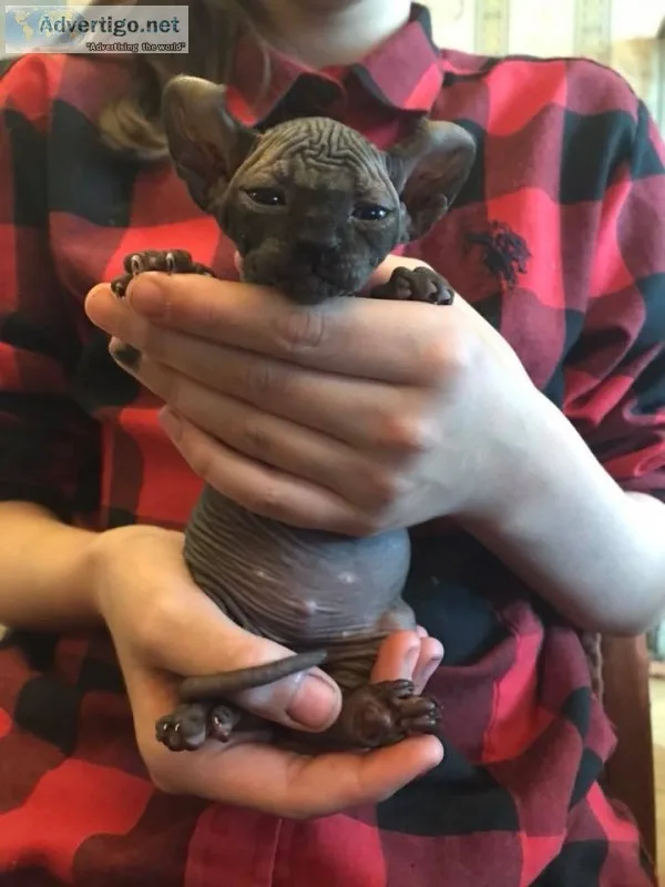 Elf sphynx kitten available 