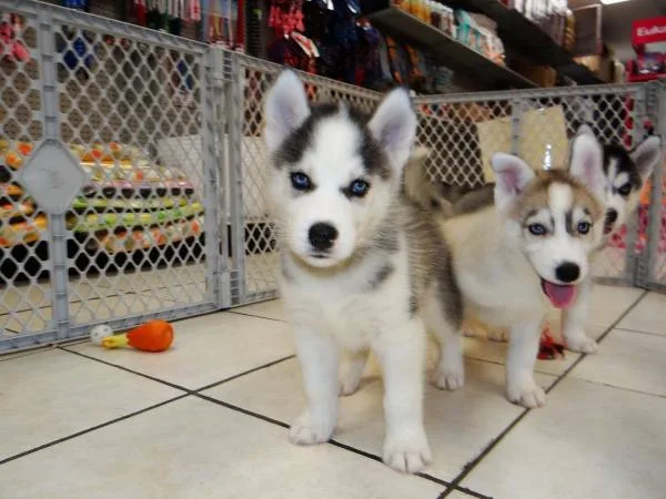 Purebred male & female siberian husky