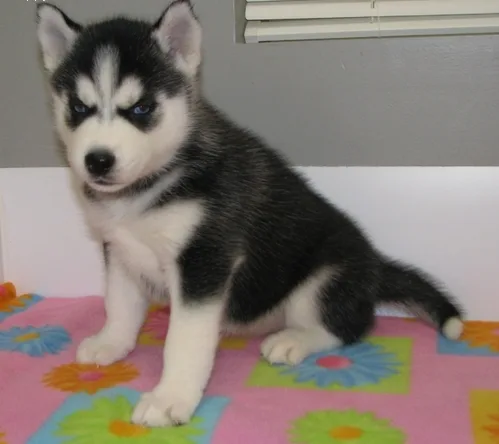 Kc register siberian husky puppies