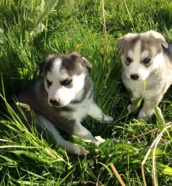 Playful siberian husky puppies