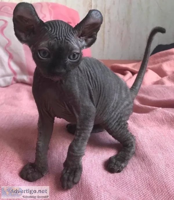 Elf sphynx kitten available 
