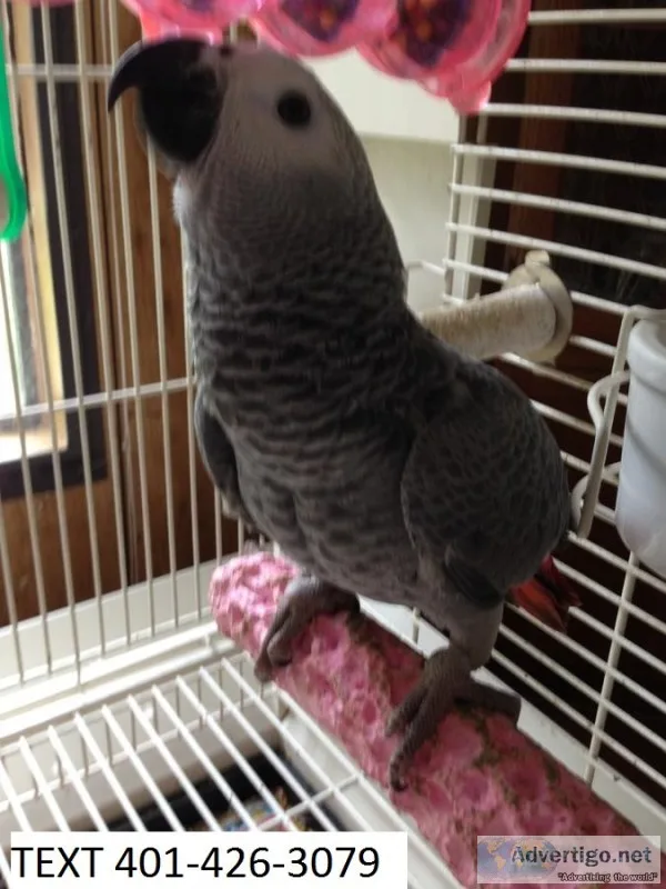Psda african greys talented m/f parrots