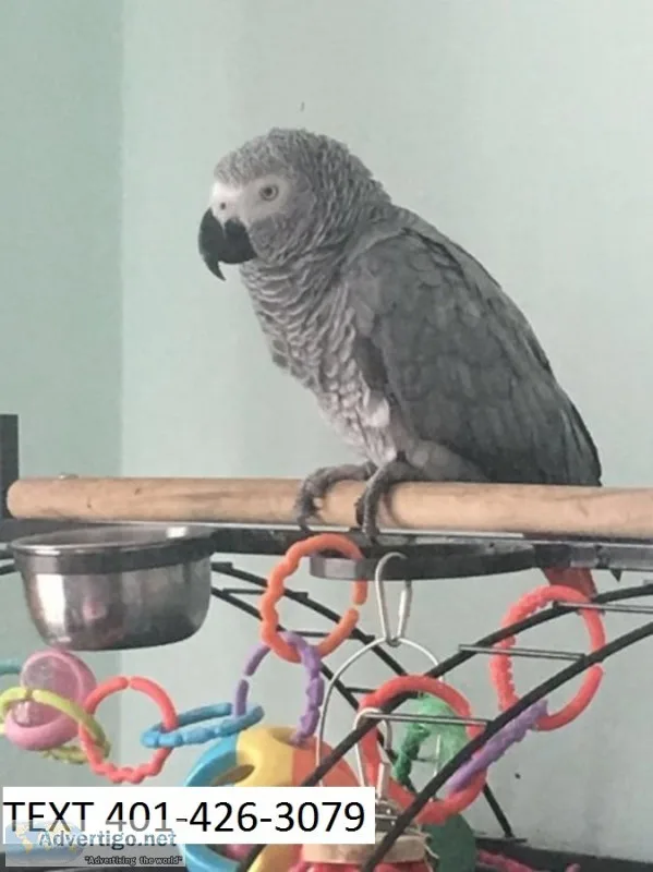 Cfr african greys m/f young parrots 