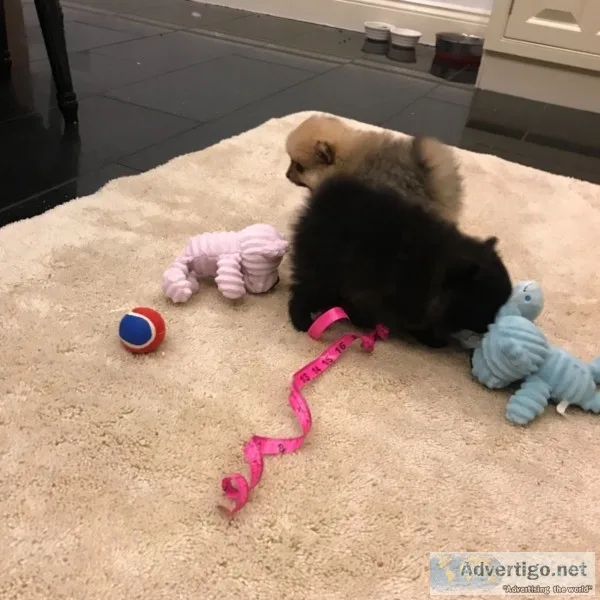 Two awesome t-cup pomeranian puppies