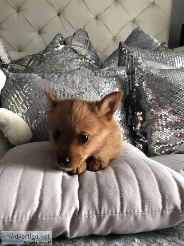 Adorable pedigree pomeranian puppies