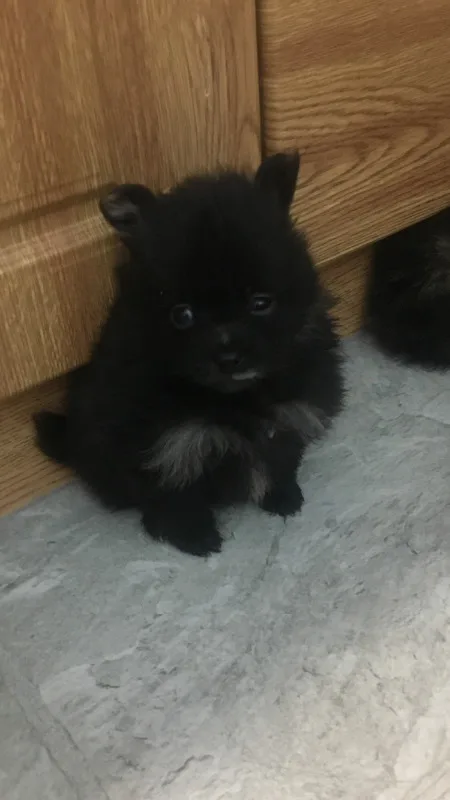 great companions tiny poms
